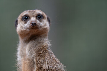 Alert Meerkat Portrait on Lookout