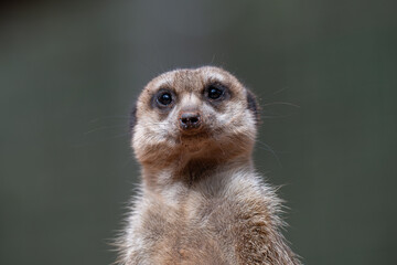 Alert Meerkat Portrait on Lookout