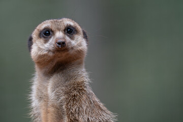 Alert Meerkat Portrait on Lookout
