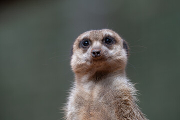 Alert Meerkat Portrait on Lookout