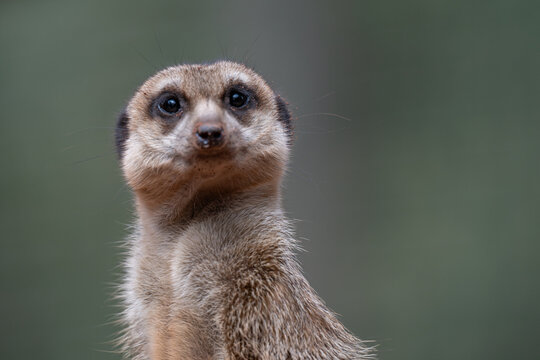 Alert Meerkat Portrait on Lookout