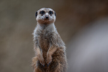 Curious Meerkat Sentry on Lookout