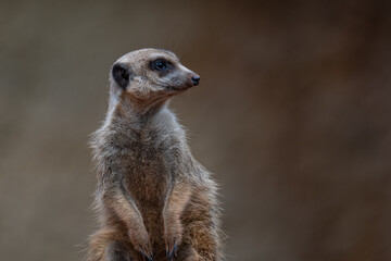 Fototapeta premium Curious Meerkat Sentry on Lookout