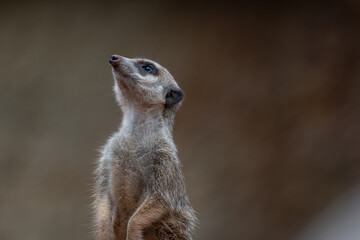 Curious Meerkat Sentry on Lookout