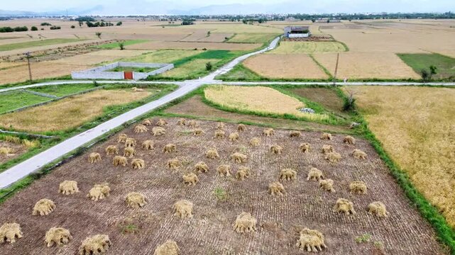 Aerial View of Traditional Stooks or Hay Bundles in a Harvested Farm Field with Rural Roads