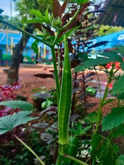 tropical garden with vegetables trees