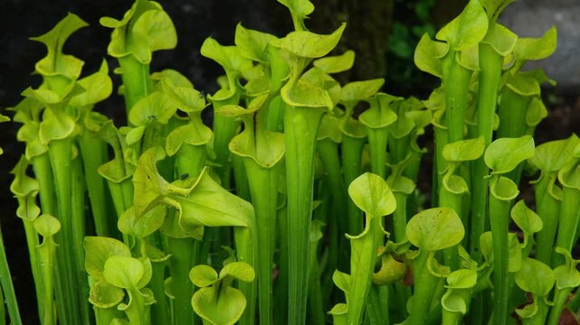 Gelbe Schlauchpflanze Sarracenia Flava, sommergr&uuml;ne, horstige fleischfressende Stauden Pflanze im Sommer
