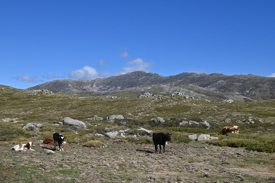 Autour d'Aull&egrave;ne en Corse du Sud