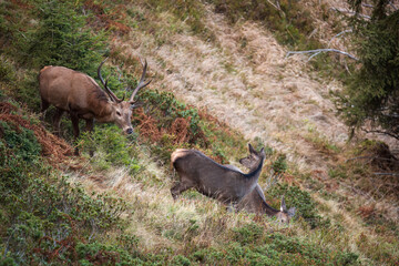 a red deer stag, cervus elaphus, on the mountains in the rutting season at a autumn morning