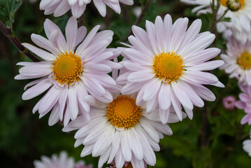 white and pink chrysanthemums among green leaves