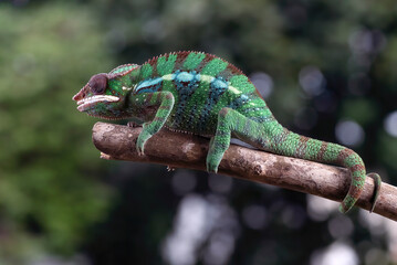 Female chameleon panther on a tree log
