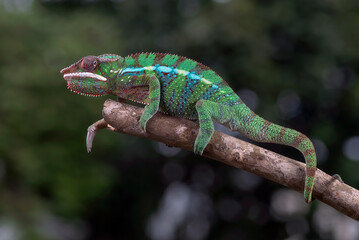 Female chameleon panther on a tree log