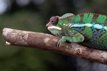 Female chameleon panther on a tree log