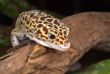 Close up of a leopard gecko 