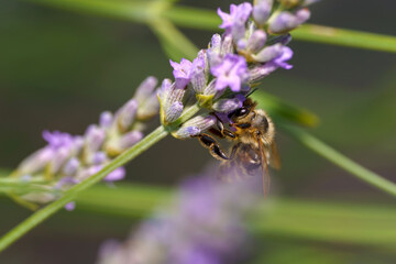 Busy bee collects nectar from lavender flowers in a sunny garden