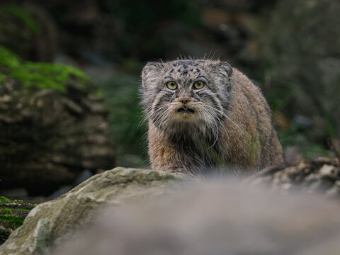 Animal Pallas's cat on a rock.
