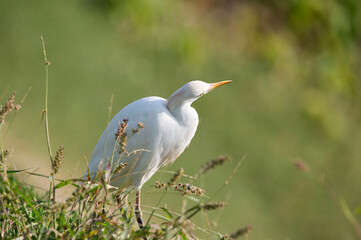 Ardea alba in its natural habitat.