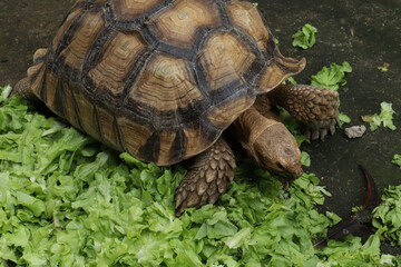 Large tortoise (African spurred tortoise or Sulcata) with a patterned shell, positioned on a dark ground, eating a large pile of bright green lettuce or leafy greens.