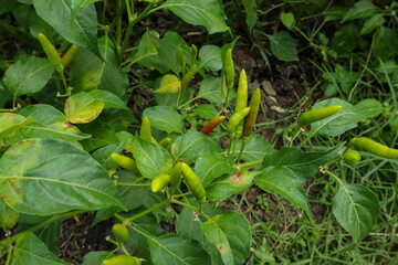 Close-up of a chili plant with several clusters of unripe, small green chili peppers growing among its dark green leaves. A few peppers show hints of red/orange.