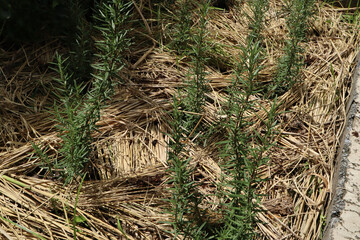 A row of young rosemary plants grows in a garden bed heavily mulched with dry straw next to a concrete border.