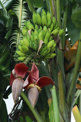 A cluster of unripened green bananas hangs above the large, purple-red banana blossom (Musa flower...
