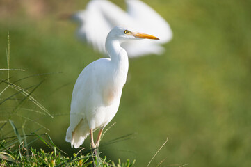 Ardea alba in its natural habitat. 