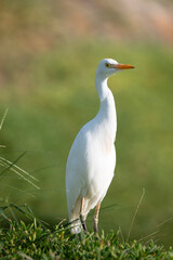 Ardea alba in its natural habitat. 
