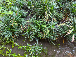 A close-up view of dark green, clumped Mondo grass or a similar ground cover growing in wet, dark soil or mud, with water reflections visible.