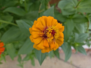 A close-up, top-down view of a single vibrant orange Zinnia flower with a yellow and red center, surrounded by blurred green leaves