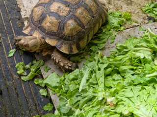 Large African spurred tortoise resting beside a heap of fresh green lettuce on a dusty ground.