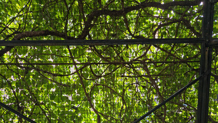 A low-angle view looking up at a dense natural canopy of vibrant green leaves and tangled brown vines supported by a dark metal lattice or pergola structure.