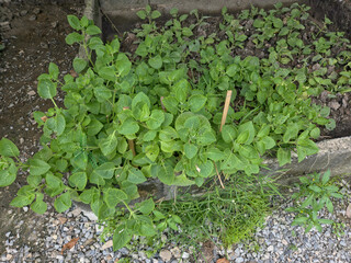 High-angle view of a raised garden bed filled with dense green, scalloped-leaf herb plants, bordered by concrete and surrounded by dark soil and gravel.