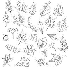 Minimalistic black line art collection of autumn leaves