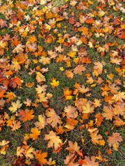 Vibrant Fall Foliage on a Grassy Lawn