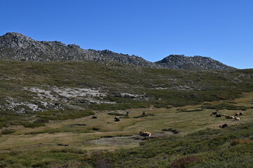 Autour d'Aull&egrave;ne en Corse du Sud
