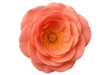 Coral bloom camellia flower with delicate petals and golden stamen, isolated on transparent background, top view