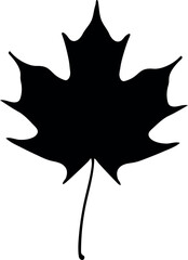 Black silhouette of leaf of Norway maple or Acer platanoides isolated on white background	