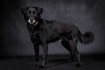 the portrait of happy Mongrel, Mutt Dog