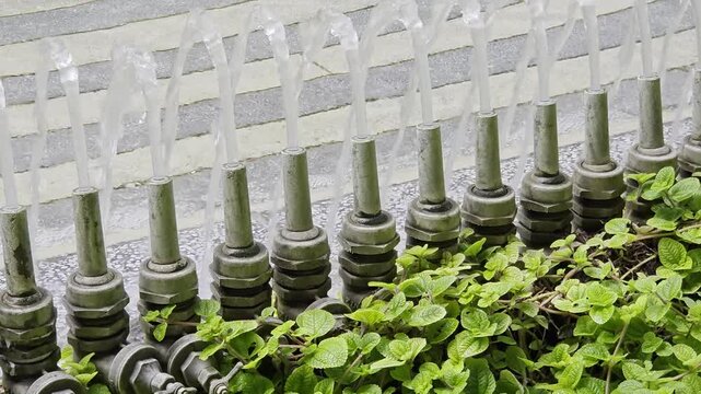 A line of metal fountain nozzles shooting continuous jets of water upward, framed by low green foliage in the foreground.