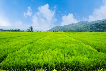 Obraz premium Rice paddy field landscape in Indonesia. Rice agricultural land in Indonesia. Food security concept image. Food security in Asia