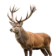 Majestic red deer stag with impressive antlers isolated on transparent background
