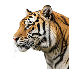 Obraz premium Closeup portrait of a majestic tiger isolated on transparent background