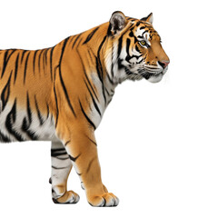 Obraz premium Majestic tiger walking isolated on transparent background, a symbol of strength