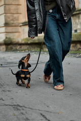 A dachshund puppy on a leash looks up at its owner while walking on a city street