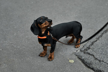 Adorable dachshund puppy on a walk, looking up with curiosity