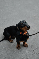 Adorable dachshund puppy looking up while on a walk with a leash