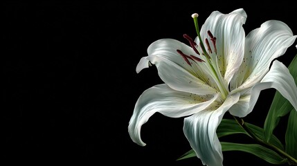   Close-up of a white flower on a green leaf against a black background