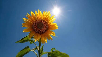   A sunflower in the foreground during midday, surrounded by a vibrant blue sky and the sun shining above