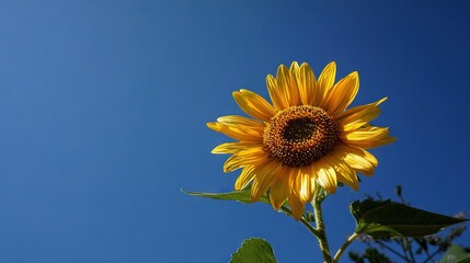   A magnificent sunflower towers above a sapphire sky, surrounded by verdant foliage at its base