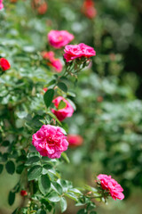 Beautiful blooming pink roses in a garden during a sunny afternoon